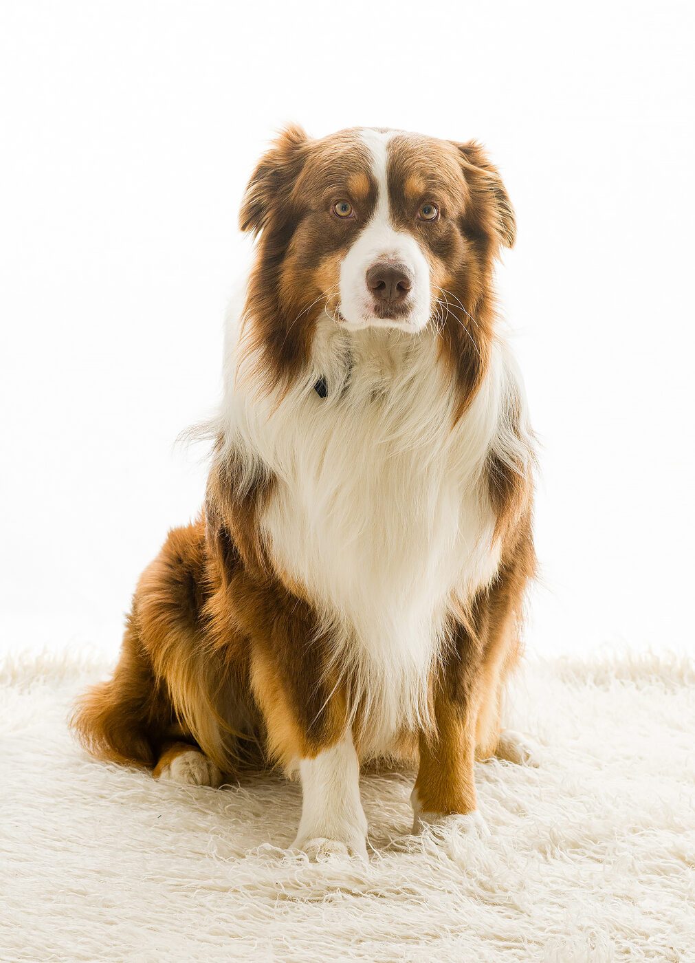 Ritratto cane Labrador Golden outdoor Brescia — Metelli Pet Photography