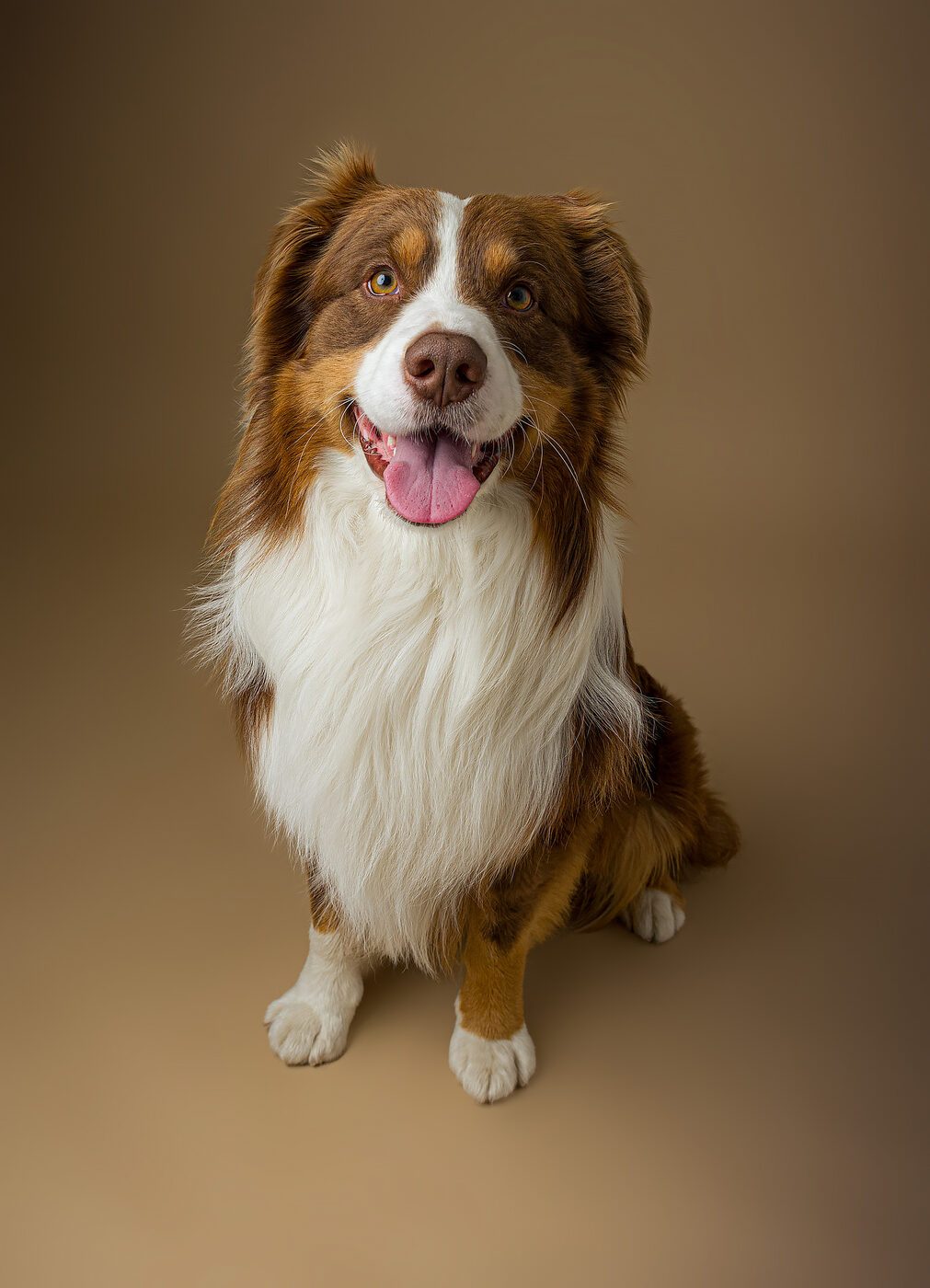 Cane Border Collie nel verde, fotografia pet professionale Brescia