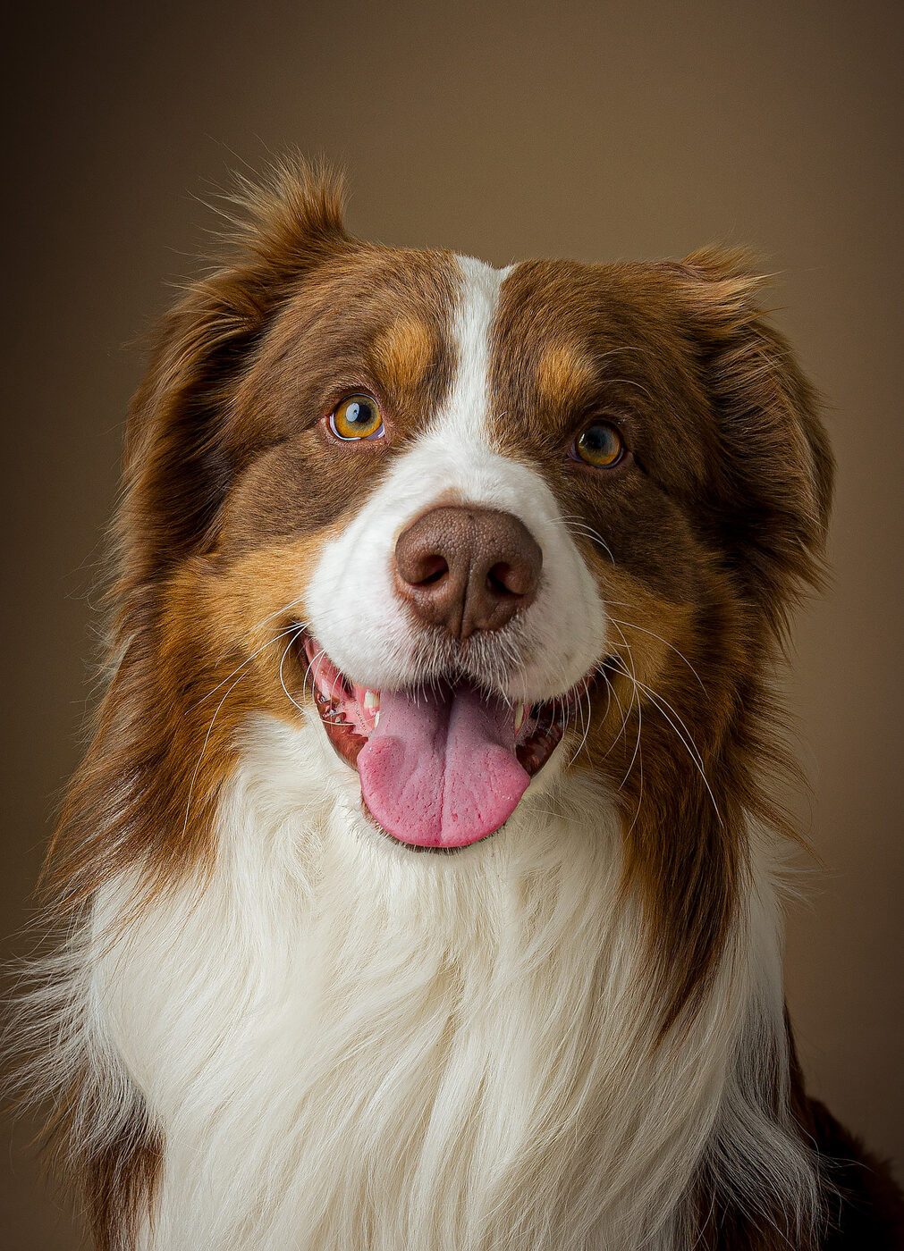 Ritratto ravvicinato cane — espressione autentica, fotografo pet Brescia