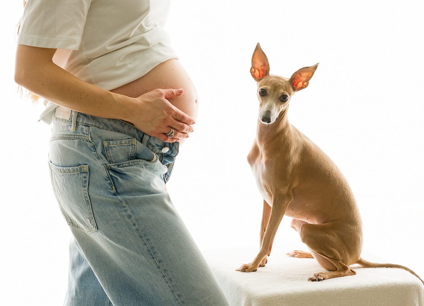 Cane in corsa sul prato, fotografia dinamica pet Brescia