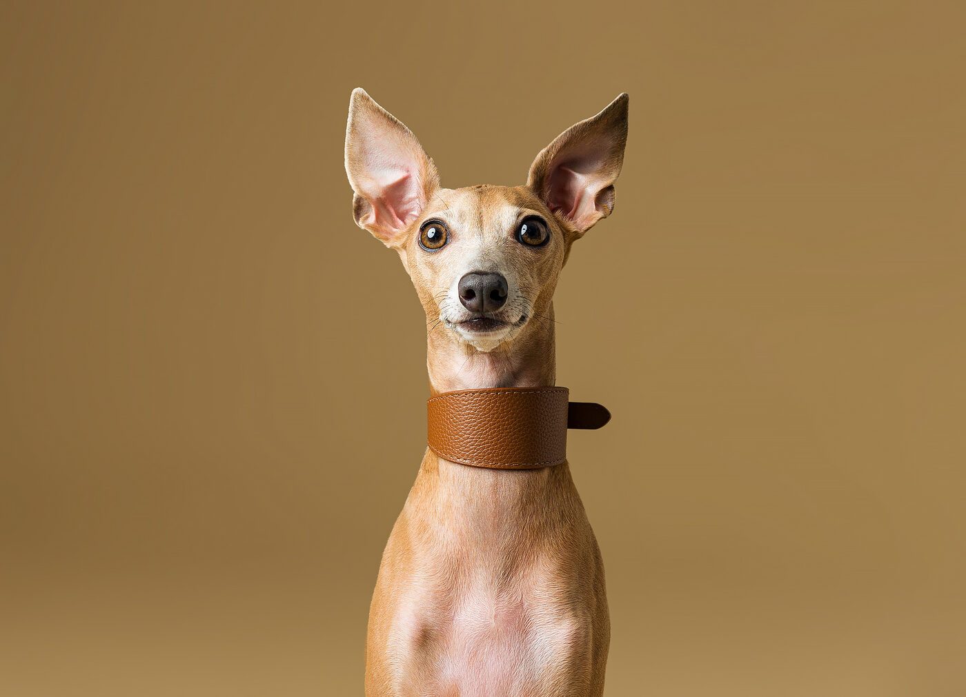 Sessione speciale cucciolo — primo piano espressivo, Brescia