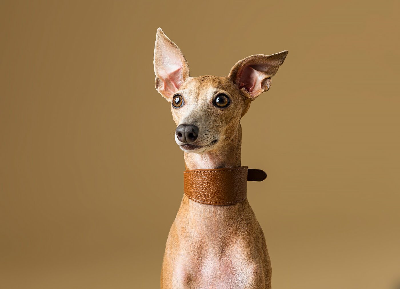 Ritratto cane taglia grande in campagna, luce dorata Brescia