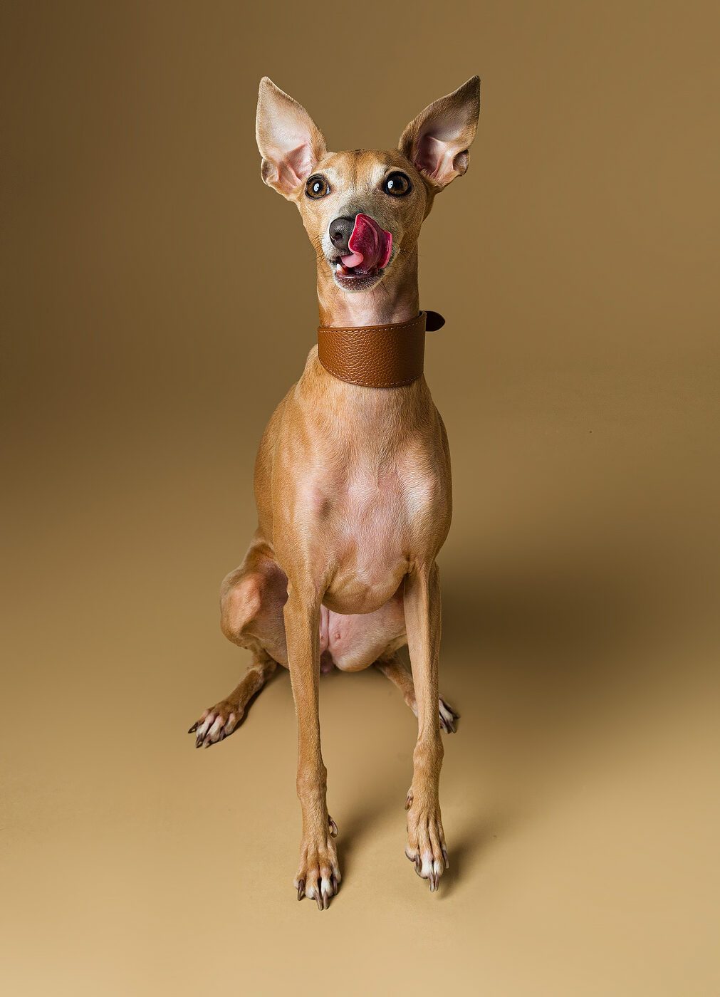 Fotografia pet outdoor in autunno — cane tra le foglie, Brescia